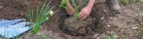 Tous les conseils pour planter ou transplanter un arbre avant l'hiver