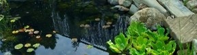 Profitez de l’été pour réaliser votre mare ou étang !
