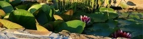 Mare, étang, bassin de jardin : comment construire une pièce d’eau pour agrémenter un espace vert ?
