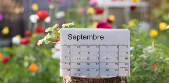 Travaux de jardinage du mois de septembre à Ciney