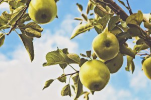 planter-arbre-fruitier-namur-brabant-wallon