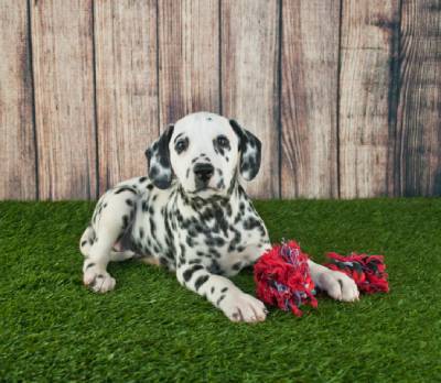 Chien dans un jardin avec une clôture à l'arrière