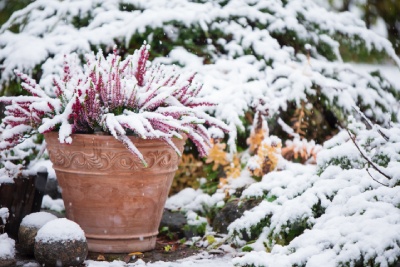 Un jardin toute l'année, même en hiver ! 