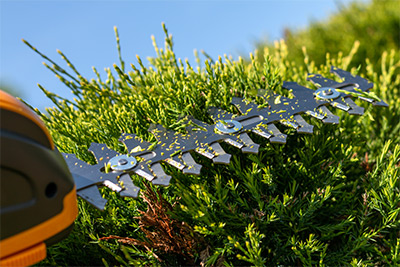 Conseils avisés pour tailler vos haies de jardin en région de Saint-Servais