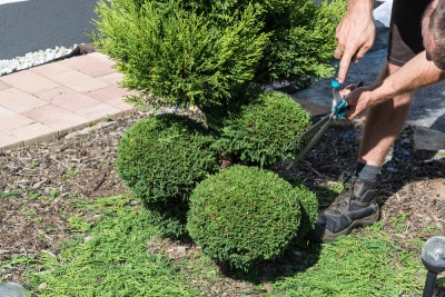 Un jardinier taille ses arbustes