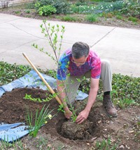 Planter un arbre? Toutes les astuces de Créations et Paysage