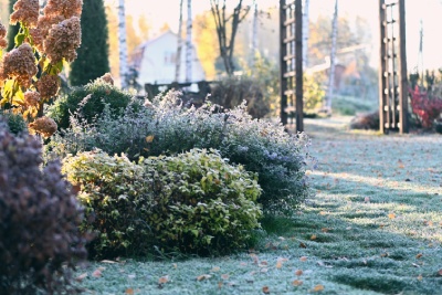 Créations et Paysage vous explique comment protéger vos arbustes du gel