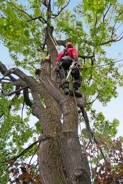 Elagueur un arbre ou l'abattre requiert souvent l'intervention d'un professionnel