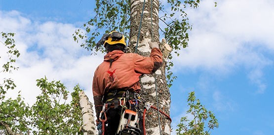Abattage d'arbre et élagage: conseils de pro en abattage
