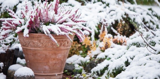 Comment organiser vos plantations tout au long de l’année à Namur ?