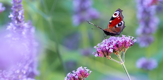 Accueillir la biodiversité au jardin grâce aux plantes à Namur