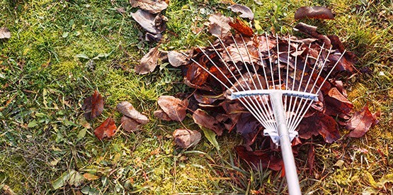 Conseils pour entretenir efficacement son jardin en automne