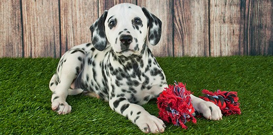 Aménagement d’un jardin pour votre chien à Namur