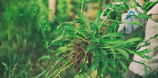 Mauvaises herbes : comment les éliminer à Namur et en Brabant ?