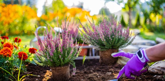 Projet de plantations et d’aménagements extérieurs à Ciney