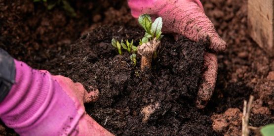 Préparer son jardin en hiver à Marche-en-Famenne : conseils