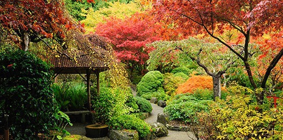 Plantations d'automne en Belgique: les conseils d'expert