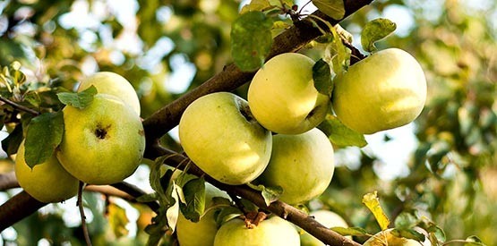 Planter un arbre fruitier à Namur et dans le Brabant Wallon