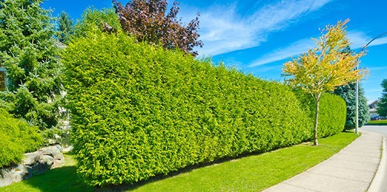 Planter une haie : pourquoi faire appel à un paysagiste ?