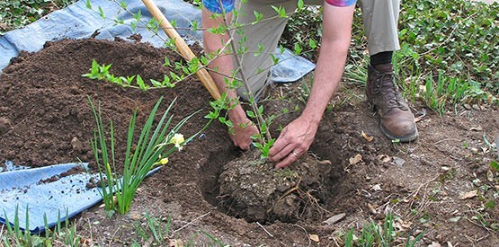Conseils de paysagiste à Namur: comment planter un arbre