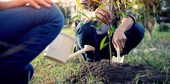 Prime pour la plantation d'arbres et haies en Région wallonne