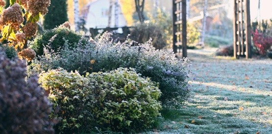 Astuces pour protéger ses arbustes du froid et du gel à Jambes